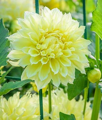 VibeX Dahlia Seed(50 per packet)