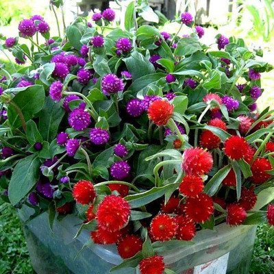 VibeX Gomphrena Globe Seed(50 per packet)