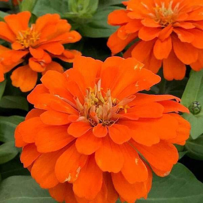 VibeX Zinnia Orange Seed(50 per packet)