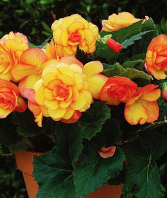 VibeX Begonia Seed(50 per packet)