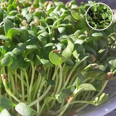 VibeX Fenugreek Seed(5 per packet)