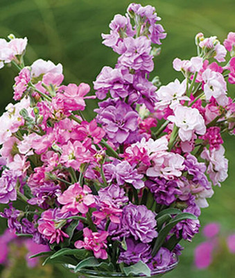 VibeX Stock Seed(50 per packet)
