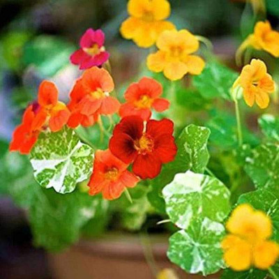 VibeX Nasturtium Seed(50 per packet)
