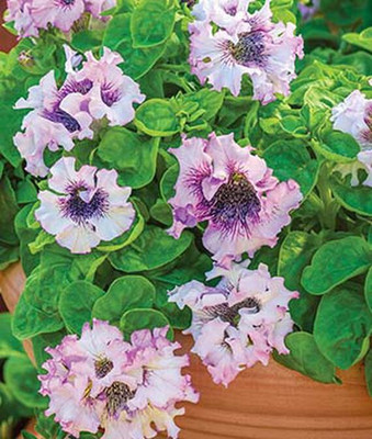 VibeX Petunia Seed(50 per packet)