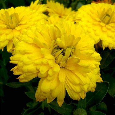 VibeX Calendula Bon Bon Seed(50 per packet)