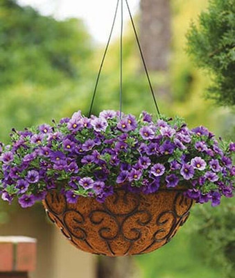 VibeX Calibrachoa Seed(50 per packet)
