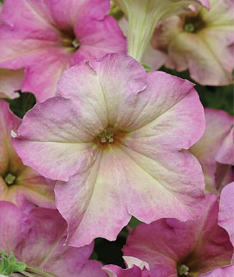 VibeX Petunia Seed(50 per packet)