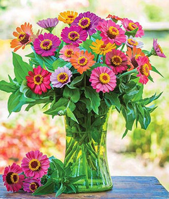 VibeX Zinnia Seed(50 per packet)