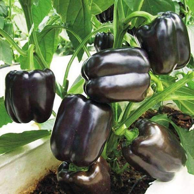 VibeX Capsicum Black Seed(1 per packet)