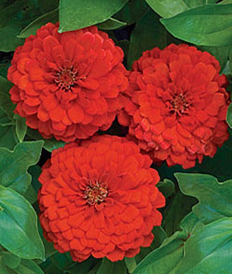 VibeX Zinnia Seed(50 per packet)