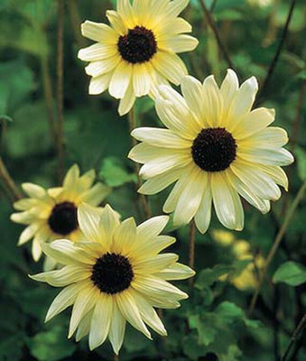 VibeX Sunflower Seed(50 per packet)