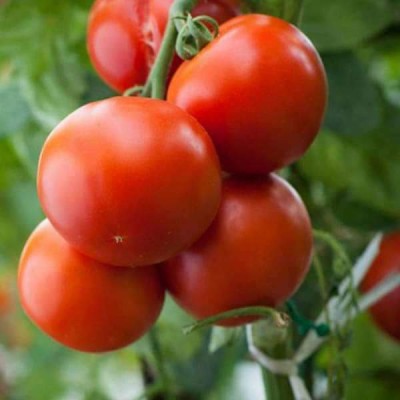 VibeX Tomato Seed(200 per packet)