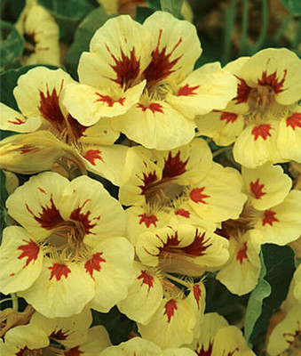 VibeX Nasturtium Seed(50 per packet)