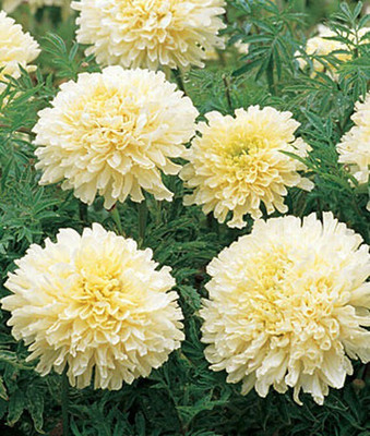 VibeX Marigold Seed(100 per packet)