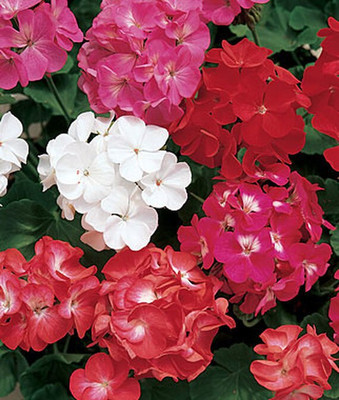 VibeX Geranium Seed(50 per packet)