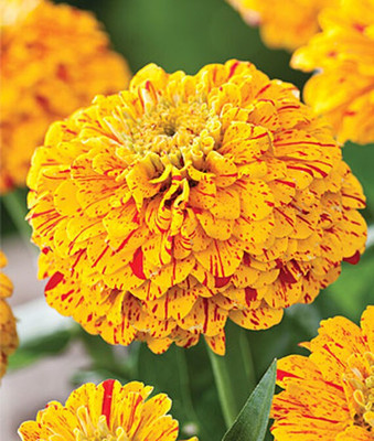 VibeX Zinnia Seed(50 per packet)