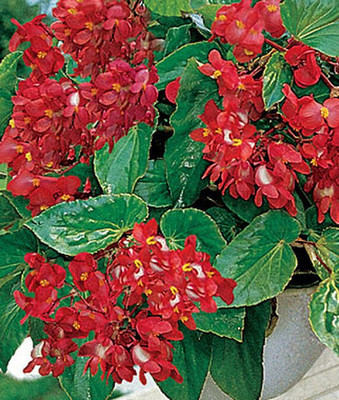 VibeX Begonia Seed(50 per packet)