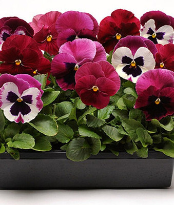 VibeX Pansy Seed(50 per packet)