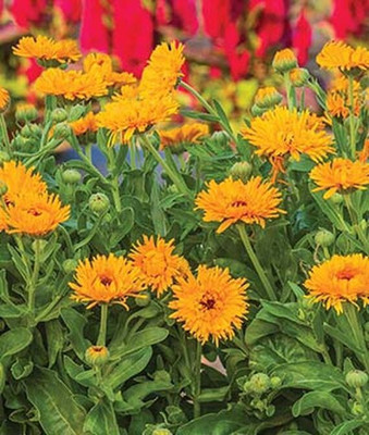 VibeX Calendula Seed(50 per packet)