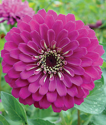 VibeX Zinnia Seed(50 per packet)