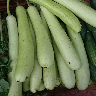 Biosnyg Bottle Gourd Pusa Naveen - Desi Vegetable Seeds-[300 Seeds] Seed(300 per packet)