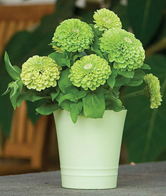 VibeX Zinnia Seed(50 per packet)