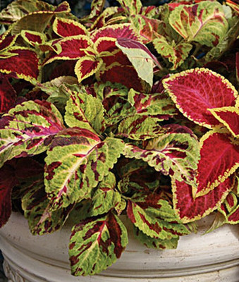 VibeX Coleus Seed(50 per packet)