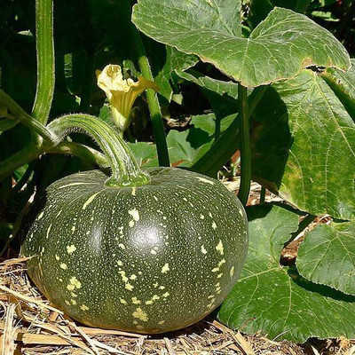 VibeX Pumpkin Seed(5 per packet)