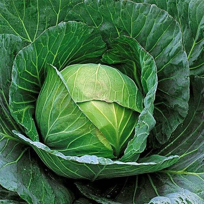VibeX Cabbage Seed(100 per packet)
