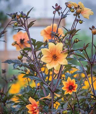 VibeX Dahlia Seed(50 per packet)