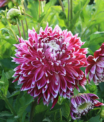 VibeX Dahlia Seed(50 per packet)