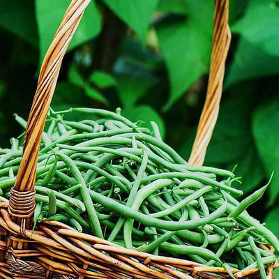 VibeX France Beans Seed(100 per packet)