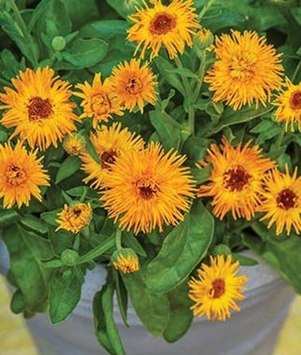VibeX Calendula Seed(50 per packet)