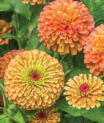 VibeX Zinnia Seed(50 per packet)