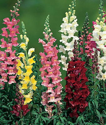 VibeX Snapdragon Seed(50 per packet)