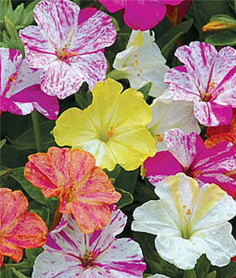 VibeX Four O Clock Seed(50 per packet)