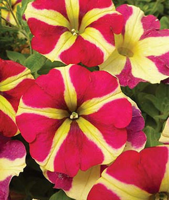 VibeX Petunia Seed(50 per packet)