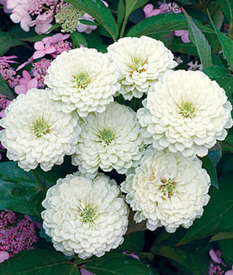 VibeX Zinnia Seed(50 per packet)