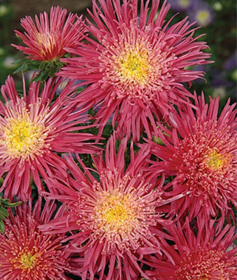 VibeX Aster Seed(50 per packet)