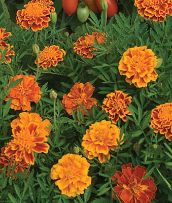 VibeX Marigold Seed(100 per packet)