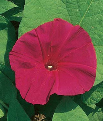 VibeX Morning Glory Seed(50 per packet)