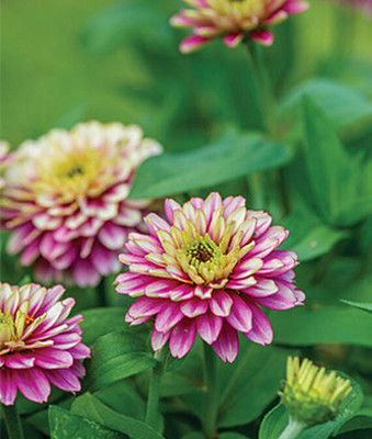 VibeX Zinnia Seed(50 per packet)