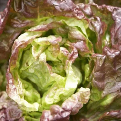 VibeX Lettuce Seed(100 per packet)