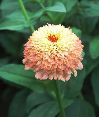 VibeX Zinnia Seed(50 per packet)