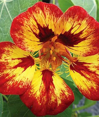 VibeX Nasturtium Seed(50 per packet)