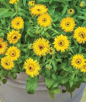 VibeX Calendula Seed(50 per packet)