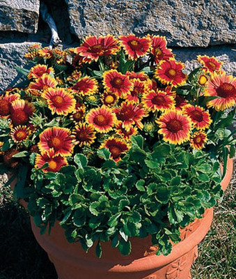 VibeX Gaillardia Seed(50 per packet)