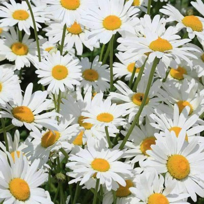 Biosnyg Chrysanthemum Alaska White - Flower Seeds-[50 Seeds] Seed(50 per packet)