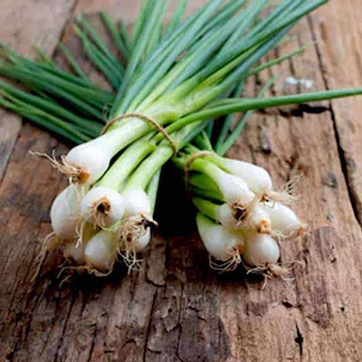 VibeX Spring Cut Bunching Onion Seed(100 per packet)