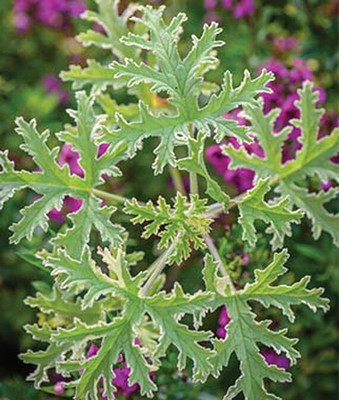VibeX Geranium Seed(50 per packet)